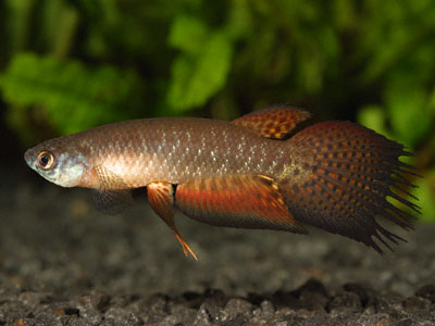 Pterolebias longipinnis Pterolebias longipinnis